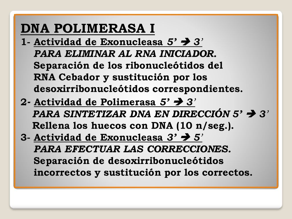 DNA POLIMERASA I 1- Actividad de Exonucleasa 5’  3’