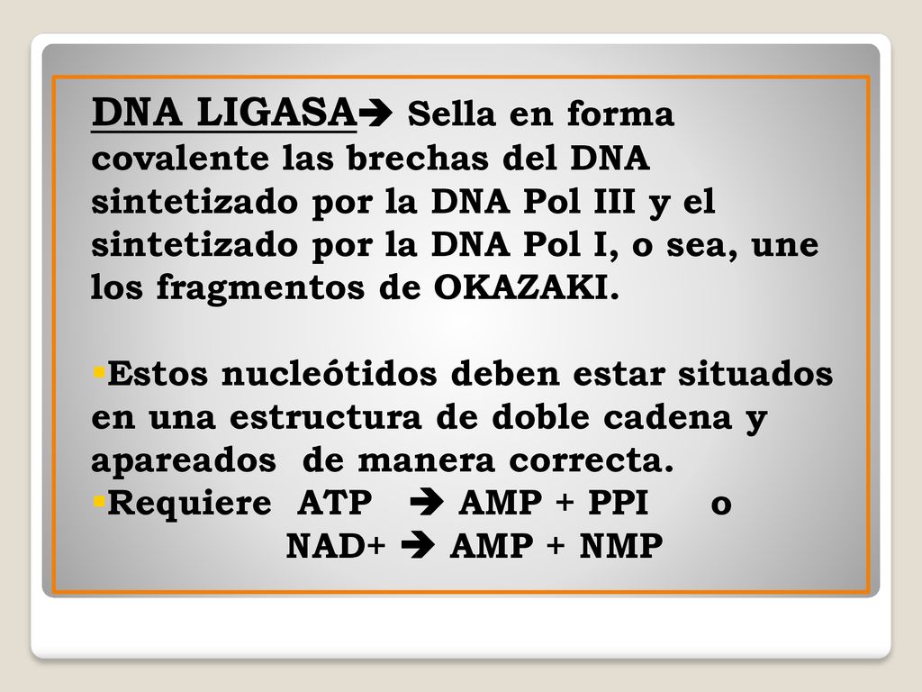 DNA LIGASA Sella en forma covalente las brechas del DNA sintetizado por la DNA Pol III y el sintetizado por la DNA Pol I, o sea, une los fragmentos de OKAZAKI.