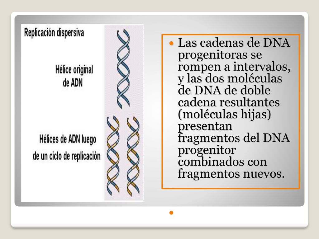Las cadenas de DNA progenitoras se rompen a intervalos, y las dos moléculas de DNA de doble cadena resultantes (moléculas hijas) presentan fragmentos del DNA progenitor combinados con fragmentos nuevos.