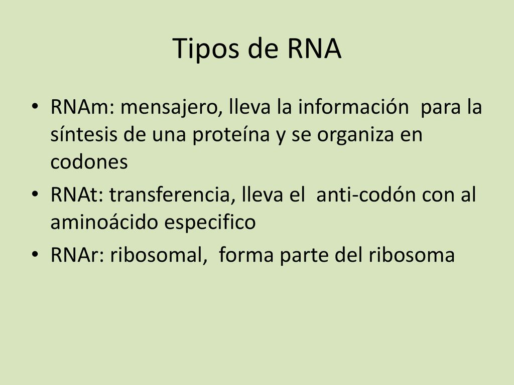 Tipos de RNA RNAm: mensajero, lleva la información para la síntesis de una proteína y se organiza en codones.