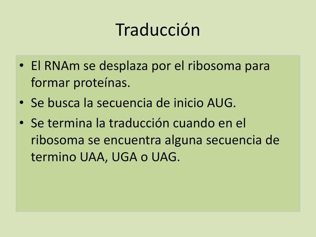 Traducción El RNAm se desplaza por el ribosoma para formar proteínas.