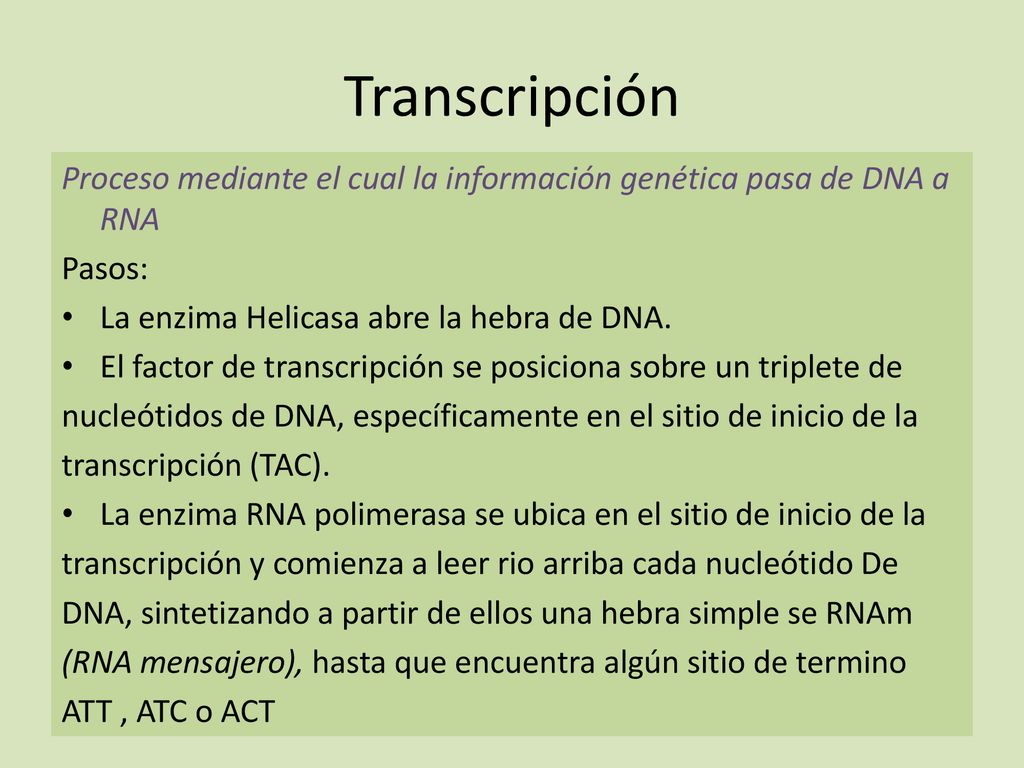 Transcripción Proceso mediante el cual la información genética pasa de DNA a RNA. Pasos: La enzima Helicasa abre la hebra de DNA.