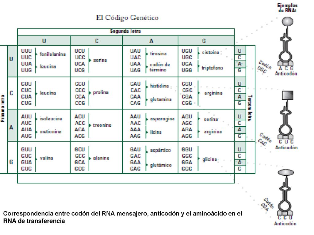 Código genético Correspondencia entre codón del RNA mensajero, anticodón y el aminoácido en el RNA de transferencia.