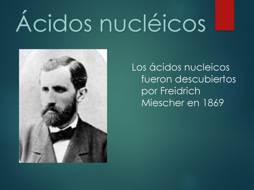 Ácidos nucléicos Los ácidos nucleicos fueron descubiertos por Freidrich Miescher en 1869