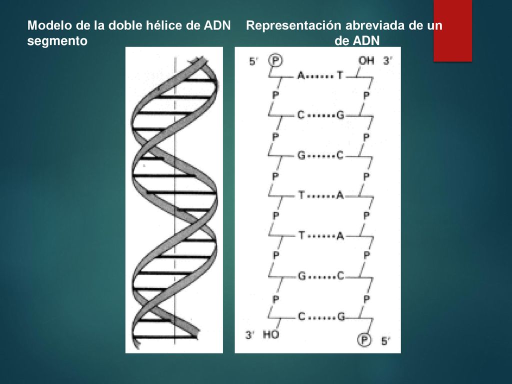 Modelo de la doble hélice de ADN Representación abreviada de un segmento de ADN