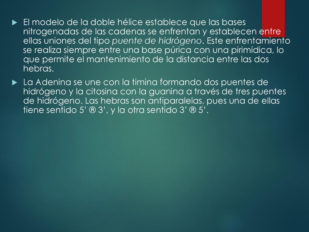 El modelo de la doble hélice establece que las bases nitrogenadas de las cadenas se enfrentan y establecen entre ellas uniones del tipo puente de hidrógeno. Este enfrentamiento se realiza siempre entre una base púrica con una pirimídica, lo que permite el mantenimiento de la distancia entre las dos hebras.