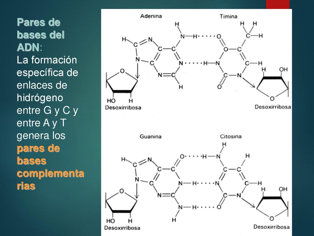Pares de bases del ADN: La formación específica de enlaces de hidrógeno entre G y C y entre A y T genera los pares de bases complementarias.