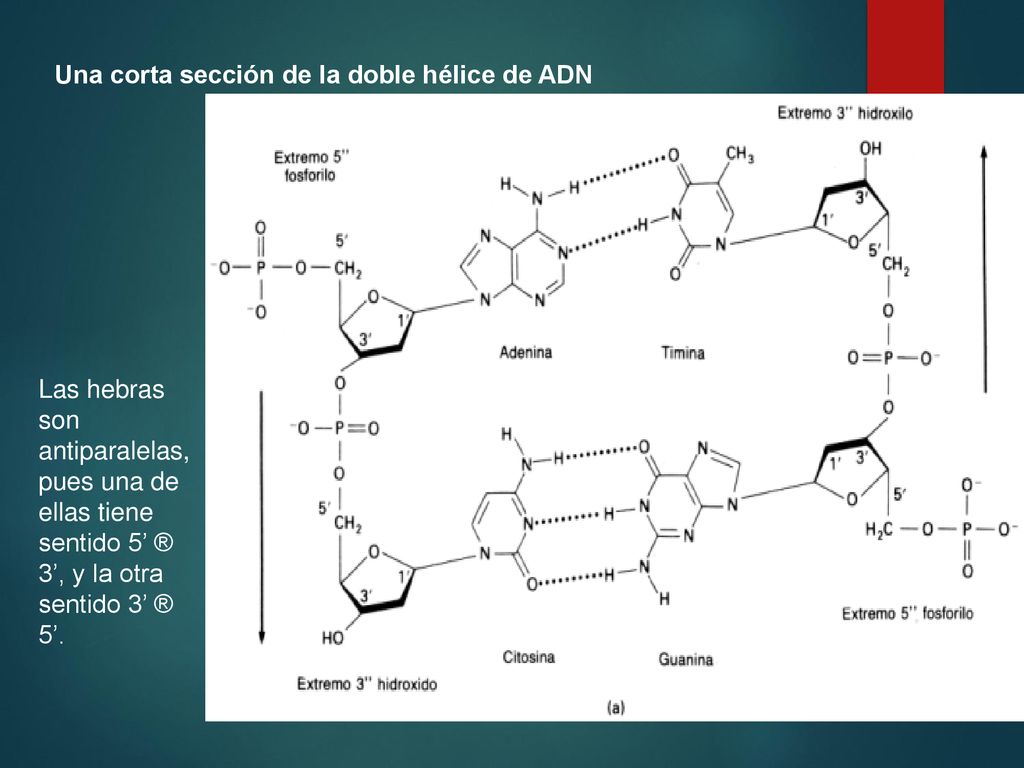Una corta sección de la doble hélice de ADN