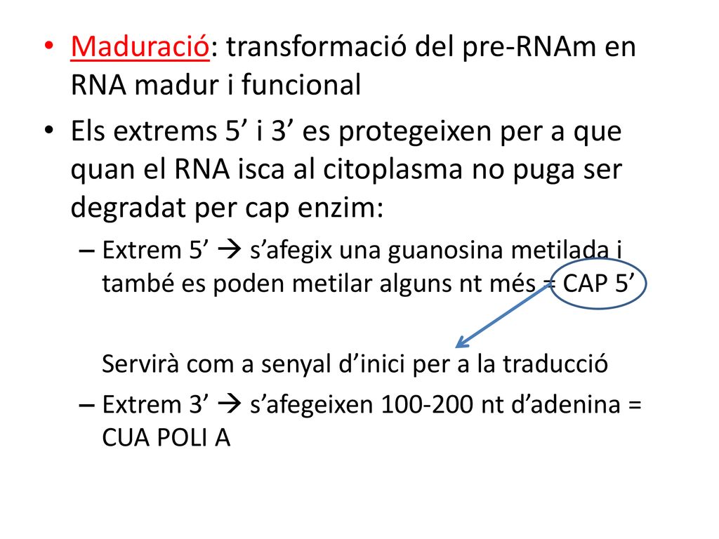 Maduració: transformació del pre-RNAm en RNA madur i funcional
