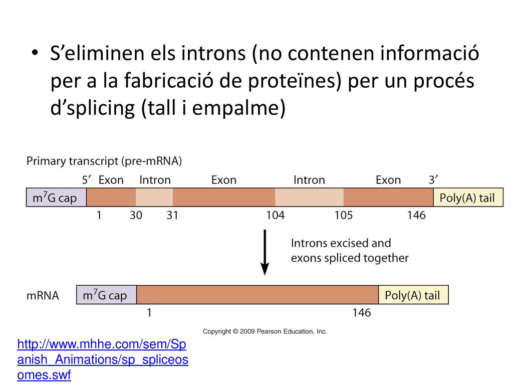 S’eliminen els introns (no contenen informació per a la fabricació de proteïnes) per un procés d’splicing (tall i empalme)