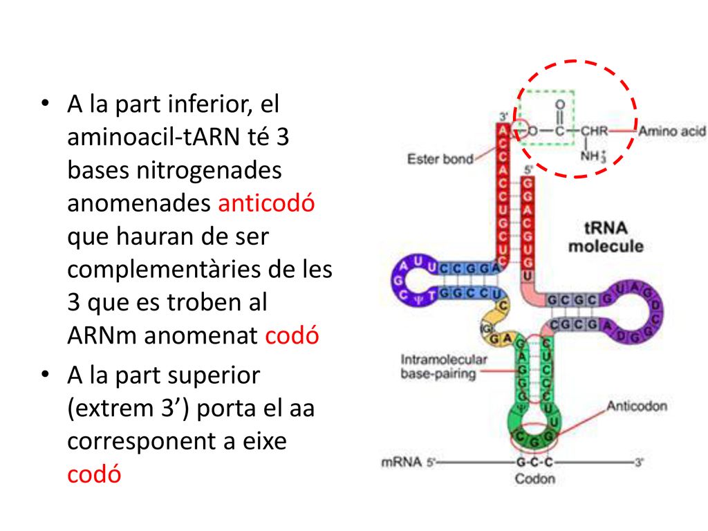 A la part inferior, el aminoacil-tARN té 3 bases nitrogenades anomenades anticodó que hauran de ser complementàries de les 3 que es troben al ARNm anomenat codó