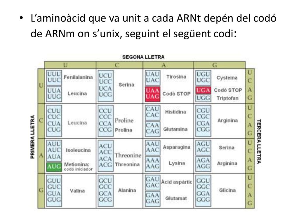 L’aminoàcid que va unit a cada ARNt depén del codó de ARNm on s’unix, seguint el següent codi: