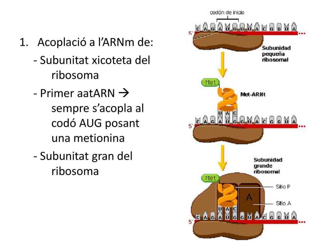 Acoplació a l’ARNm de: - Subunitat xicoteta del ribosoma. - Primer aatARN  sempre s’acopla al codó AUG posant una metionina.