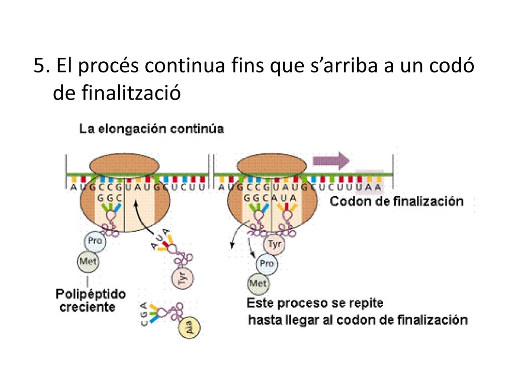 5. El procés continua fins que s’arriba a un codó de finalització