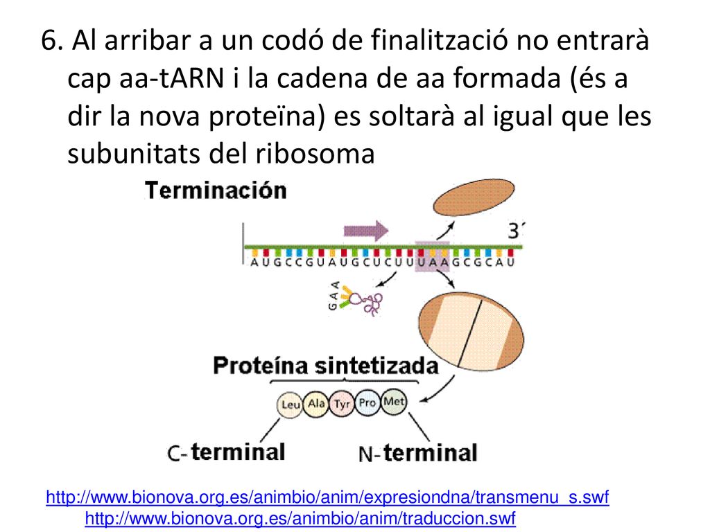 6. Al arribar a un codó de finalització no entrarà cap aa-tARN i la cadena de aa formada (és a dir la nova proteïna) es soltarà al igual que les subunitats del ribosoma