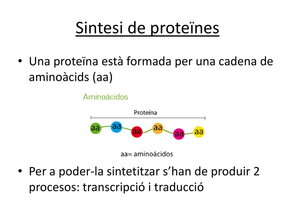 Sintesi de proteïnes Una proteïna està formada per una cadena de aminoàcids (aa)