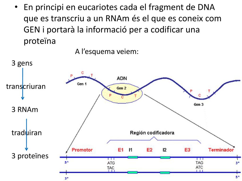 En principi en eucariotes cada el fragment de DNA que es transcriu a un RNAm és el que es coneix com GEN i portarà la informació per a codificar una proteïna