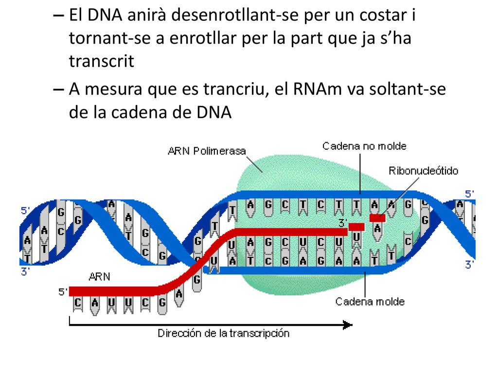 El DNA anirà desenrotllant-se per un costar i tornant-se a enrotllar per la part que ja s’ha transcrit