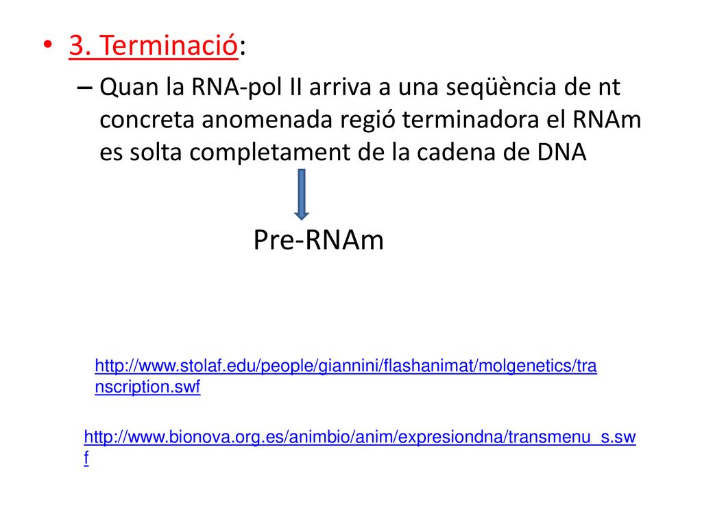 3. Terminació: Quan la RNA-pol II arriva a una seqüència de nt concreta anomenada regió terminadora el RNAm es solta completament de la cadena de DNA.