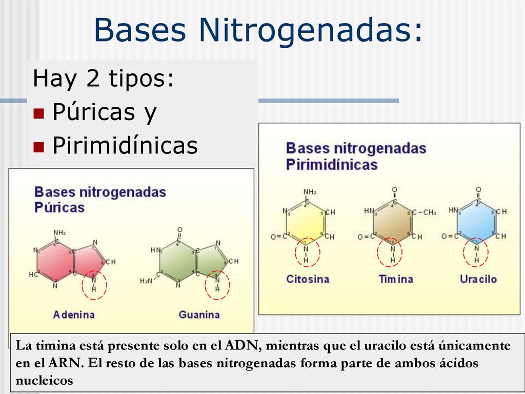 Bases Nitrogenadas: Hay 2 tipos: Púricas y Pirimidínicas