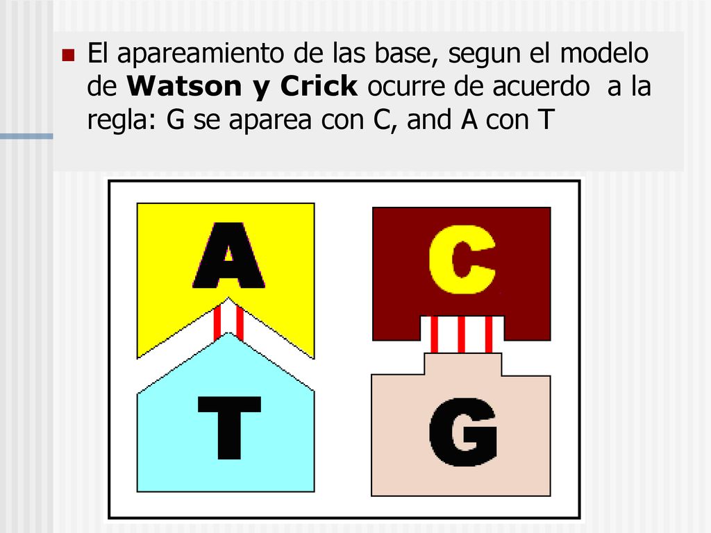 El apareamiento de las base, segun el modelo de Watson y Crick ocurre de acuerdo a la regla: G se aparea con C, and A con T