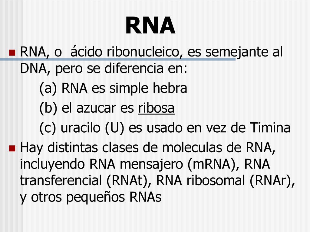 RNA RNA, o ácido ribonucleico, es semejante al DNA, pero se diferencia en: (a) RNA es simple hebra.