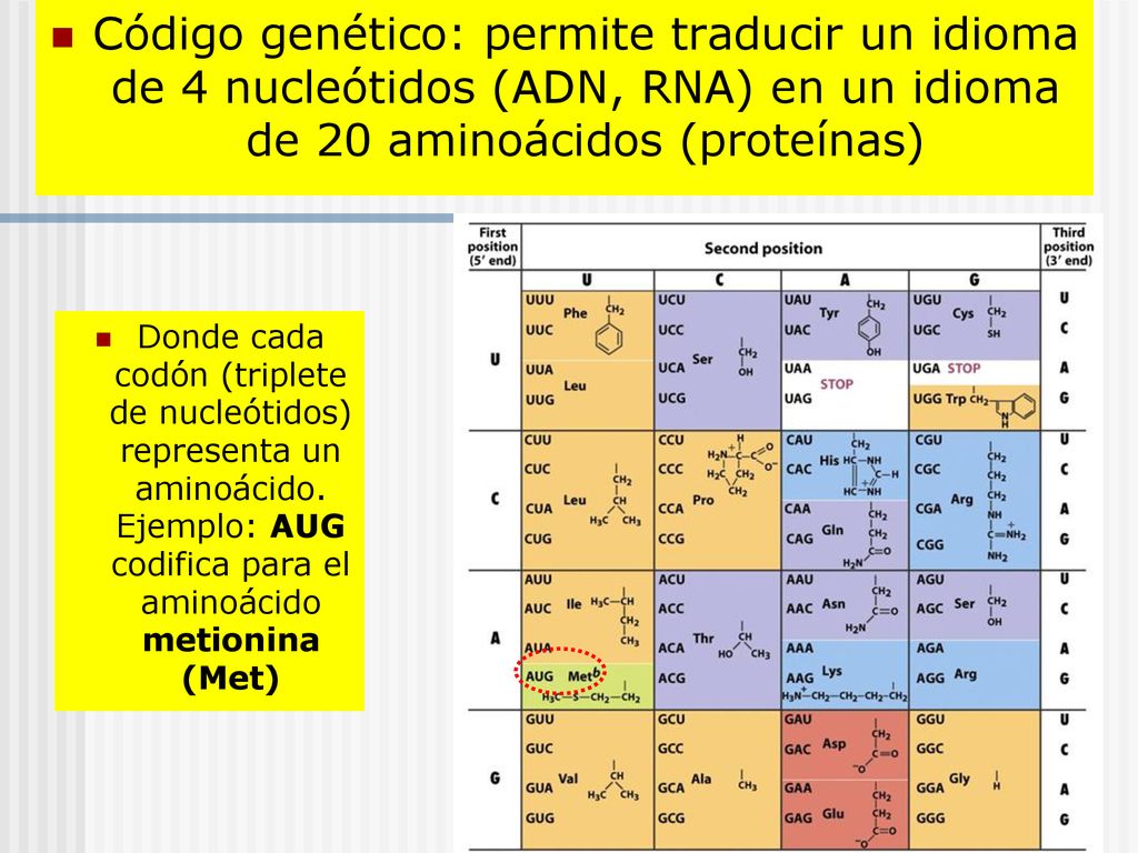Código genético: permite traducir un idioma de 4 nucleótidos (ADN, RNA) en un idioma de 20 aminoácidos (proteínas)