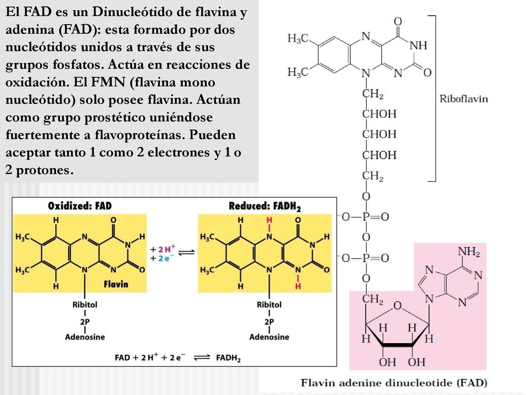 El FAD es un Dinucleótido de flavina y adenina (FAD): esta formado por dos nucleótidos unidos a través de sus grupos fosfatos.