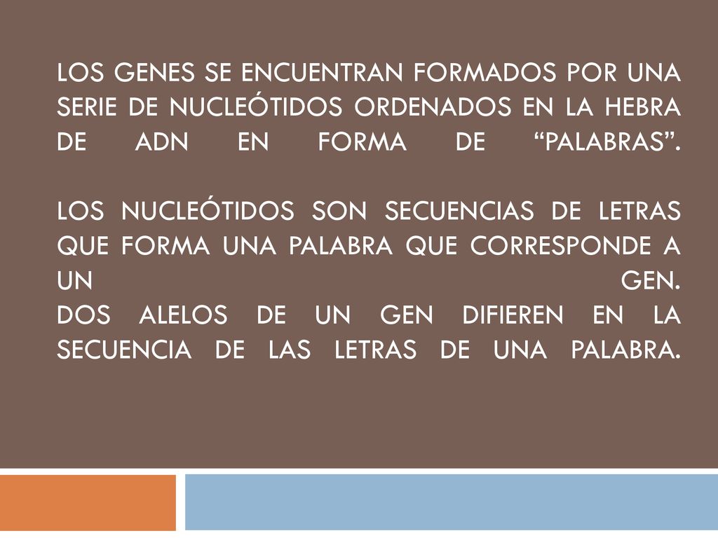 LOS GENES SE ENCUENTRAN FORMADOS POR UNA SERIE DE NUCLEÓTIDOS ORDENADOS EN LA HEBRA DE ADN EN FORMA DE PALABRAS .