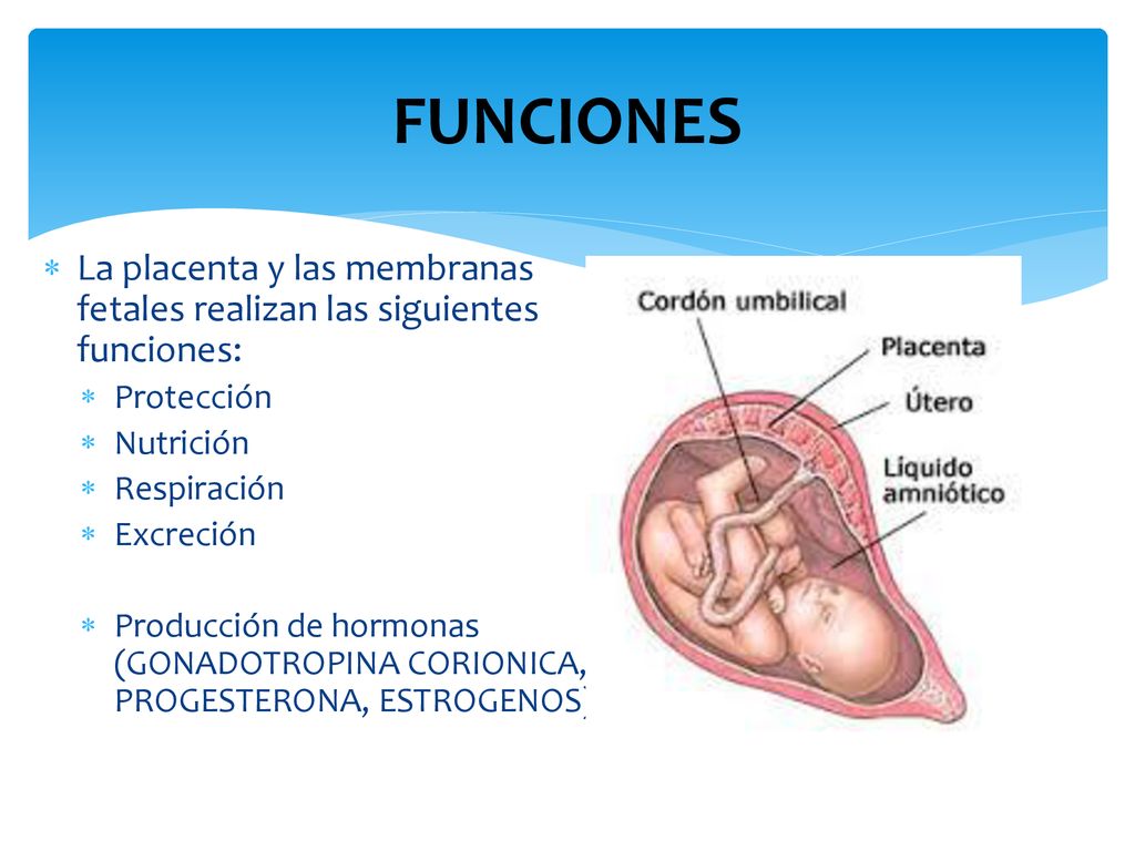 FUNCIONES La placenta y las membranas fetales realizan las siguientes funciones: Protección. Nutrición.