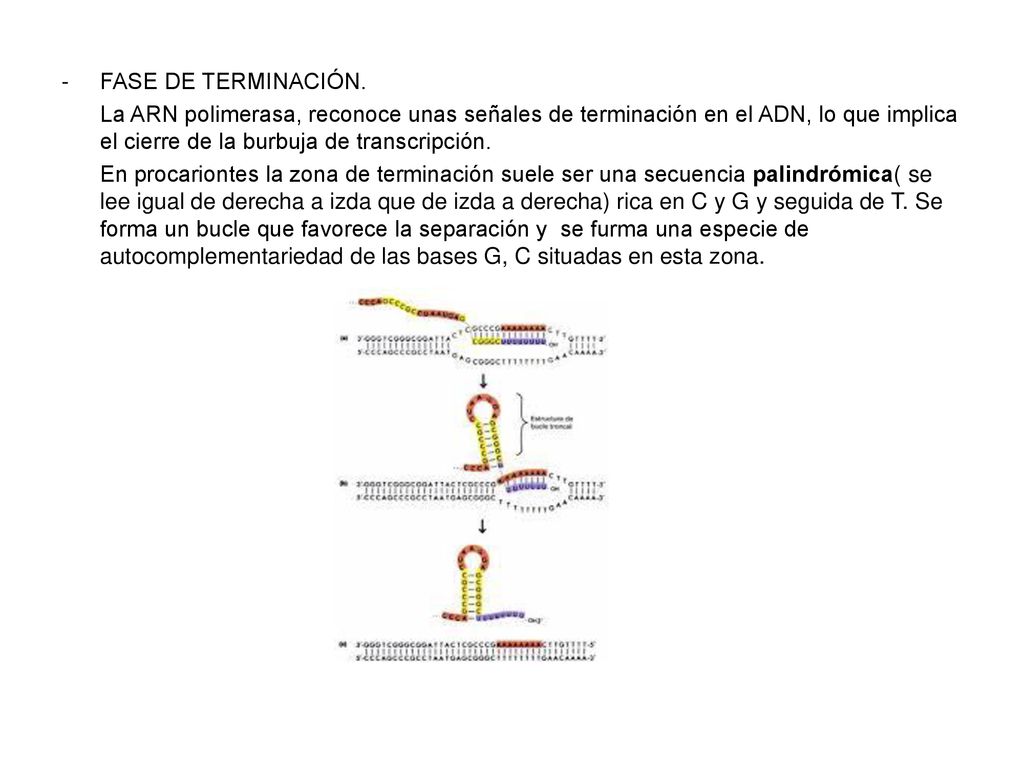 FASE DE TERMINACIÓN. La ARN polimerasa, reconoce unas señales de terminación en el ADN, lo que implica el cierre de la burbuja de transcripción.