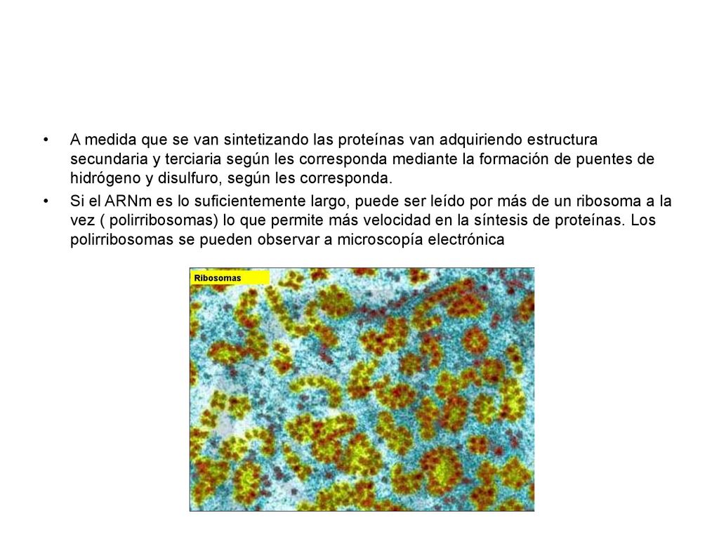 A medida que se van sintetizando las proteínas van adquiriendo estructura secundaria y terciaria según les corresponda mediante la formación de puentes de hidrógeno y disulfuro, según les corresponda.