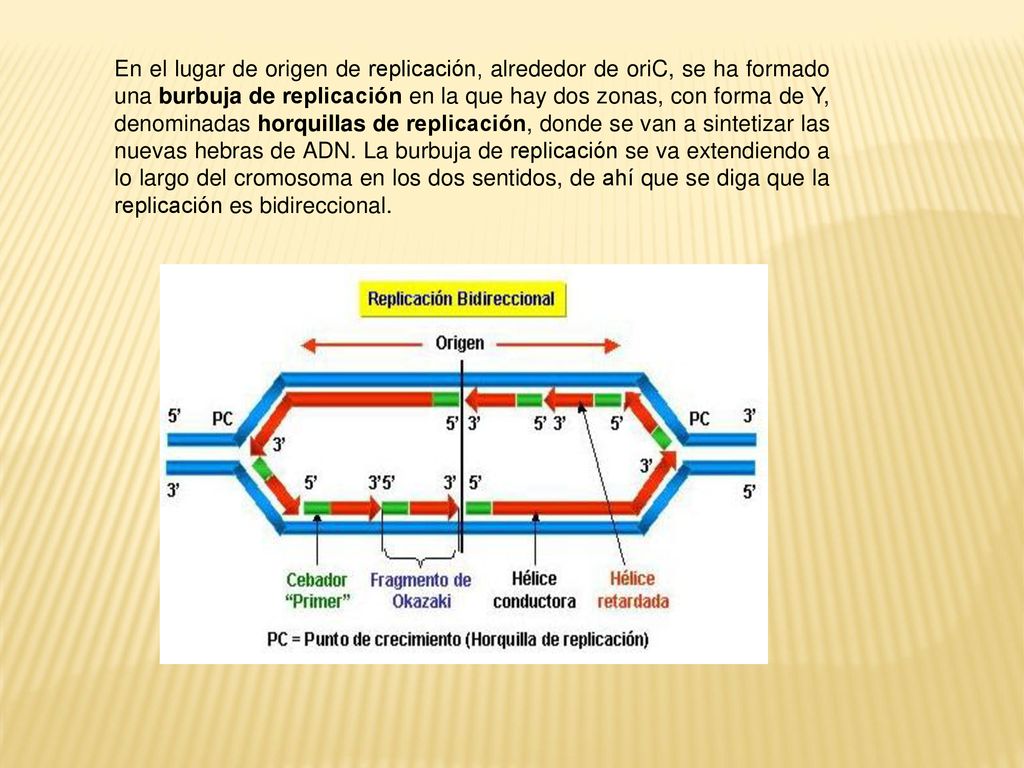 En el lugar de origen de replicación, alrededor de oriC, se ha formado una burbuja de replicación en la que hay dos zonas, con forma de Y, denominadas horquillas de replicación, donde se van a sintetizar las nuevas hebras de ADN.