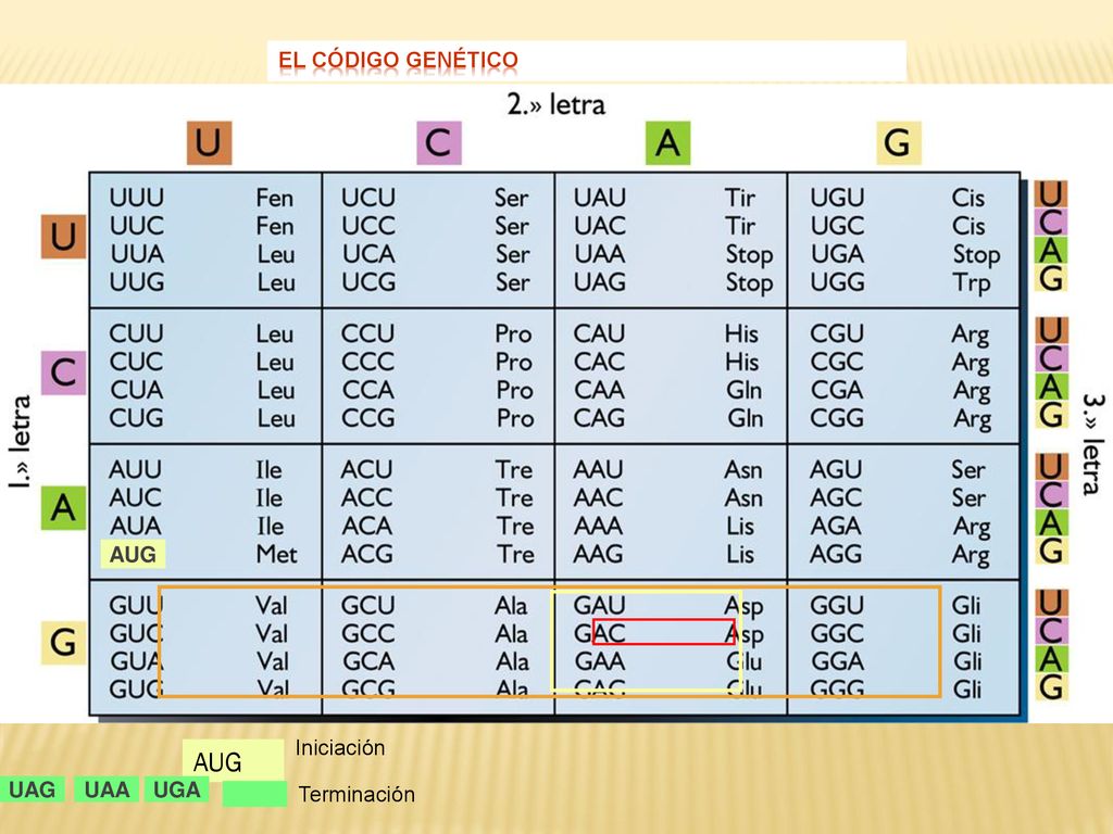 EL CÓDIGO GENÉTICO AUG AUG Iniciación UAG UAA UGA Terminación