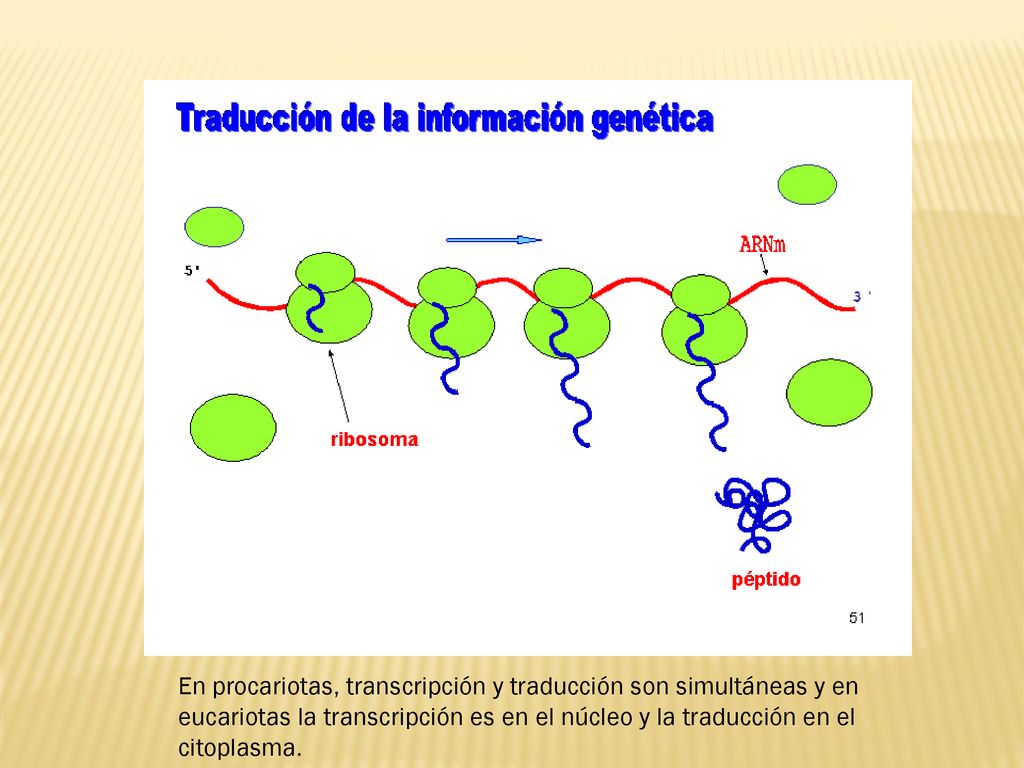 En procariotas, transcripción y traducción son simultáneas y en eucariotas la transcripción es en el núcleo y la traducción en el citoplasma.
