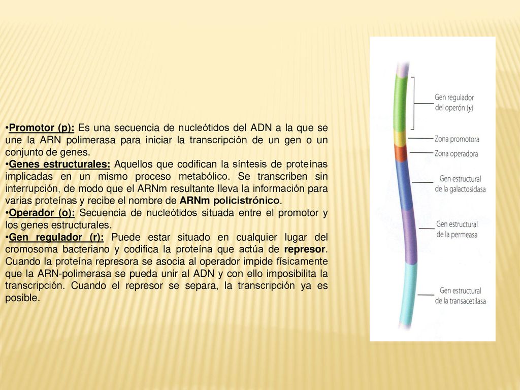Promotor (p): Es una secuencia de nucleótidos del ADN a la que se une la ARN polimerasa para iniciar la transcripción de un gen o un conjunto de genes.