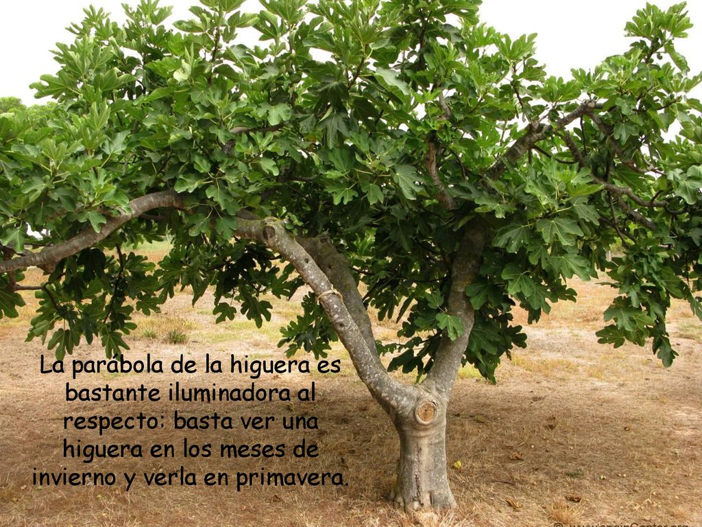 La parábola de la higuera es bastante iluminadora al respecto: basta ver una higuera en los meses de invierno y verla en primavera.