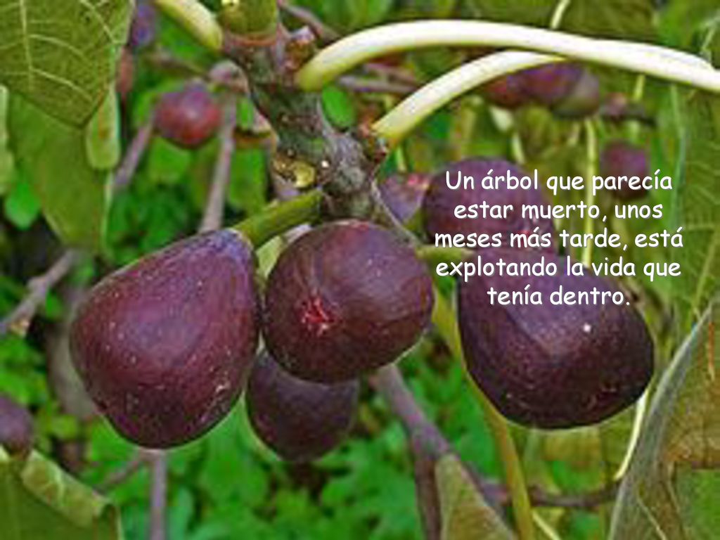 Un árbol que parecía estar muerto, unos meses más tarde, está explotando la vida que tenía dentro.
