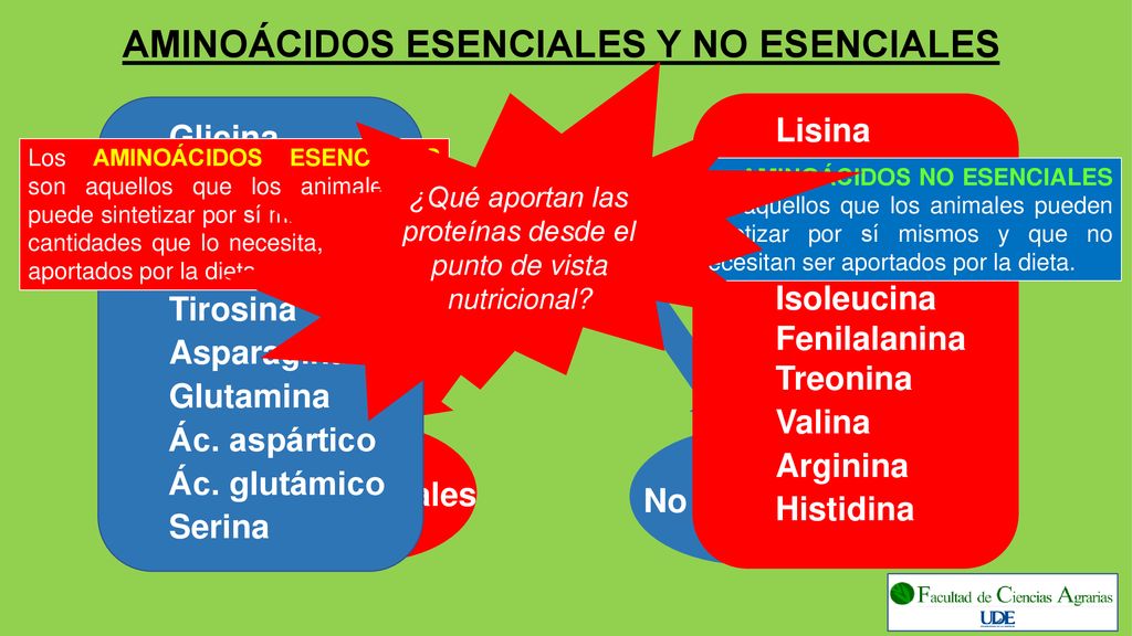¿Qué aportan las proteínas desde el punto de vista nutricional