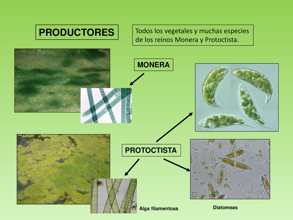 PRODUCTORES Todos los vegetales y muchas especies