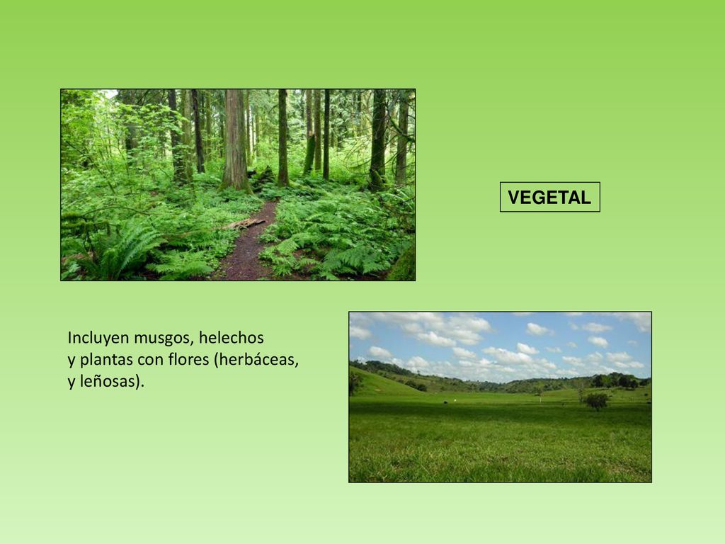 VEGETAL Incluyen musgos, helechos y plantas con flores (herbáceas, y leñosas).