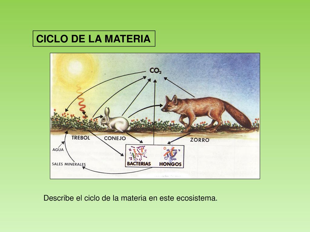 CICLO DE LA MATERIA Describe el ciclo de la materia en este ecosistema.