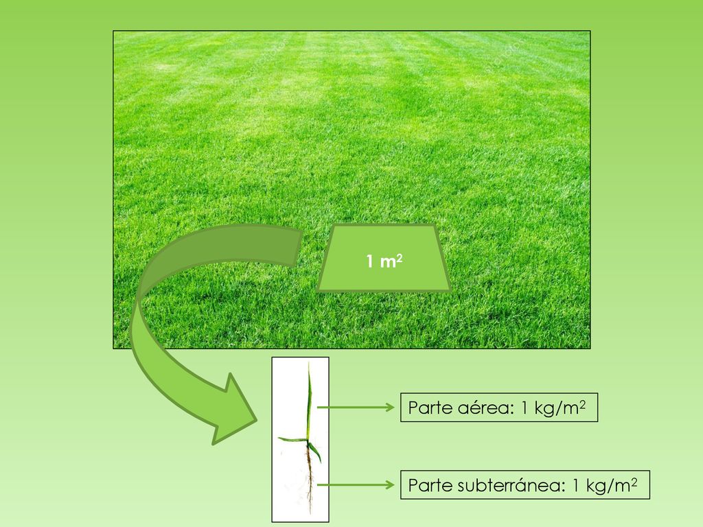 1 m2 Parte aérea: 1 kg/m2 Parte subterránea: 1 kg/m2