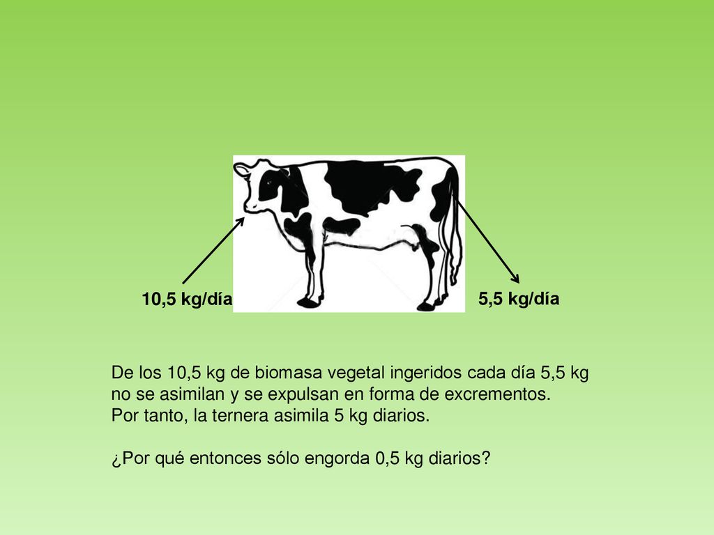 10,5 kg/día 5,5 kg/día. De los 10,5 kg de biomasa vegetal ingeridos cada día 5,5 kg. no se asimilan y se expulsan en forma de excrementos.
