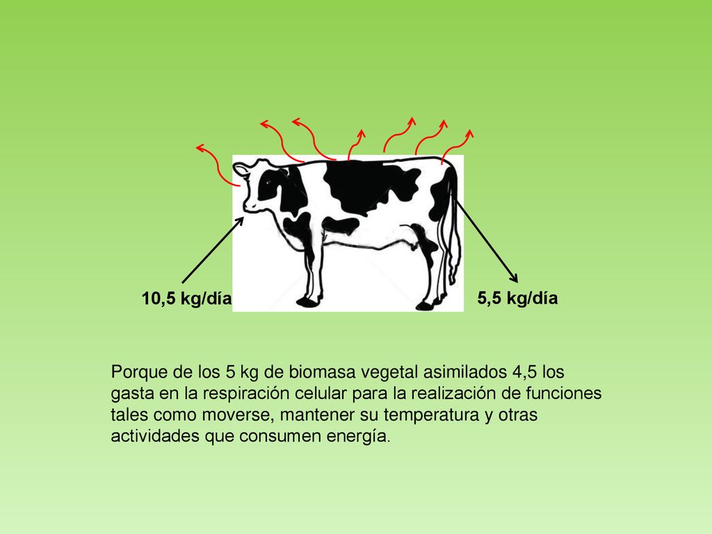 10,5 kg/día 5,5 kg/día. Porque de los 5 kg de biomasa vegetal asimilados 4,5 los. gasta en la respiración celular para la realización de funciones.