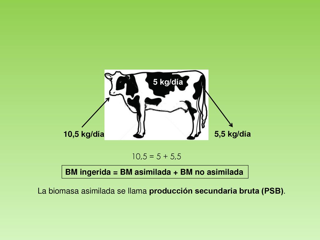 5 kg/día 10,5 kg/día. 5,5 kg/día. 10,5 = 5 + 5,5. BM ingerida = BM asimilada + BM no asimilada.