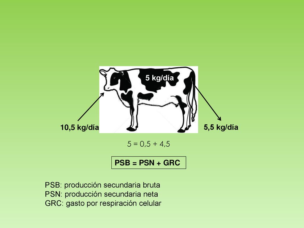 5 kg/día 10,5 kg/día. 5,5 kg/día. 5 = 0,5 + 4,5. PSB = PSN + GRC. PSB: producción secundaria bruta.
