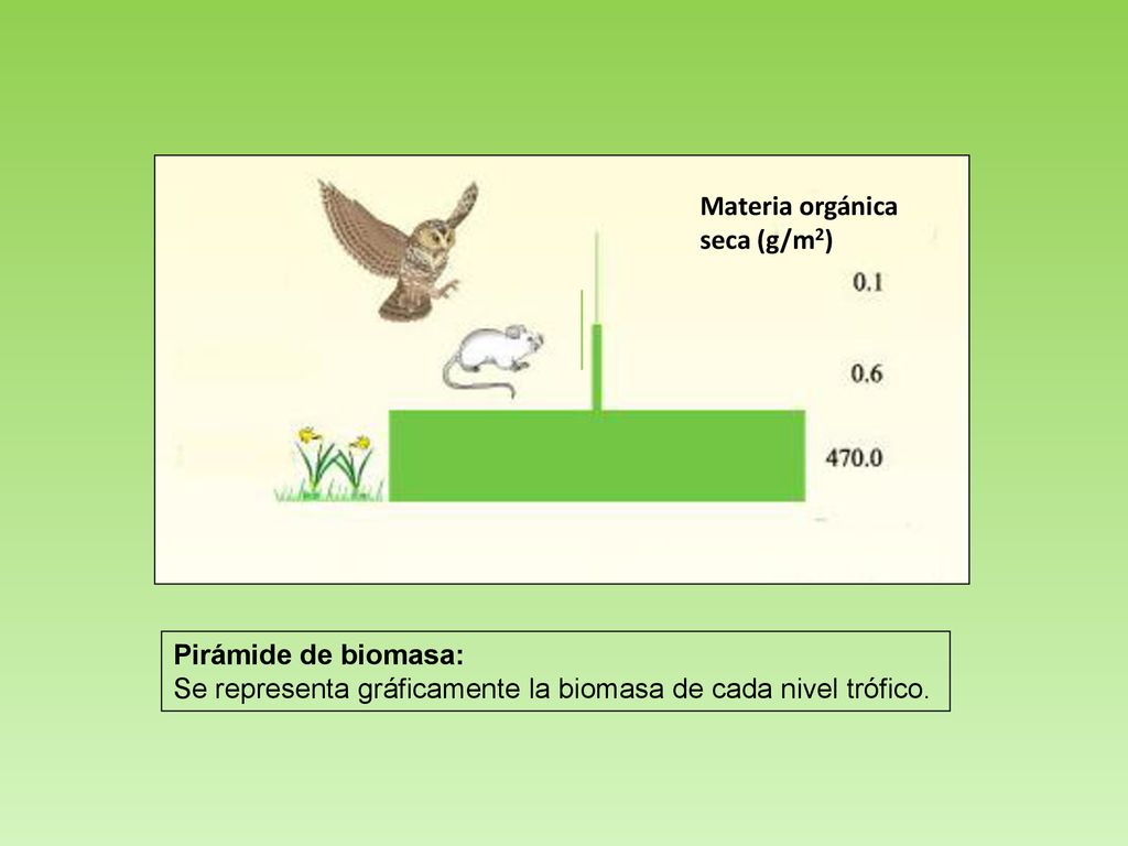 Materia orgánica seca (g/m2) Pirámide de biomasa: Se representa gráficamente la biomasa de cada nivel trófico.