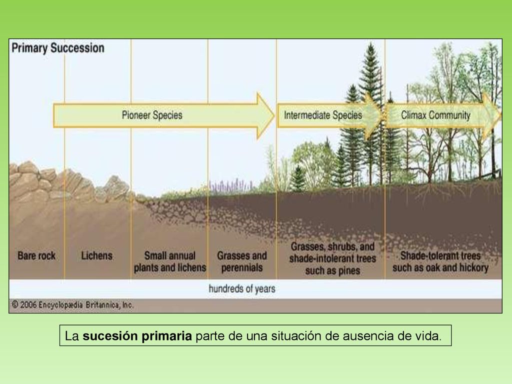 La sucesión primaria parte de una situación de ausencia de vida.