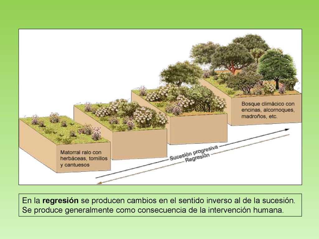 En la regresión se producen cambios en el sentido inverso al de la sucesión.
